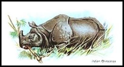 00WWAW Indian Rhinoceros.jpg